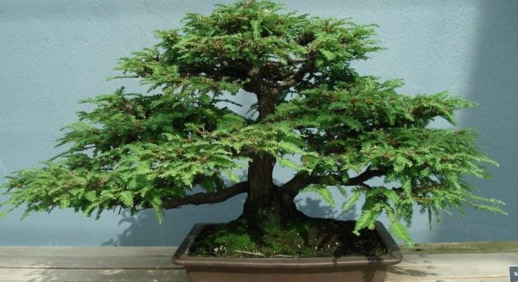 Sequoia Bonsai Tree - Everything You Need to Know 