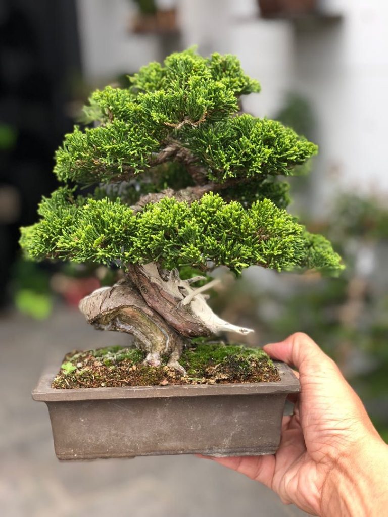 Shimpaku Bonsai