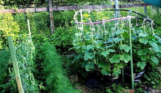 Simple DIY Bike Rim Trellis