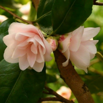 Spring Mist Camellia