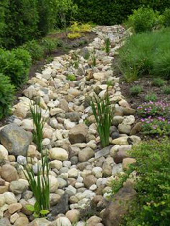 Add Plants to Your Dry Creek