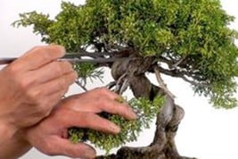 Take Care of Bonsai