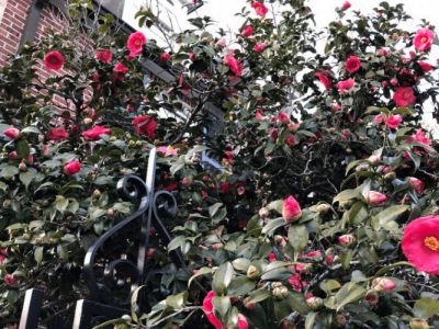 The Best and Most Effective Guide for Pruning Camellias