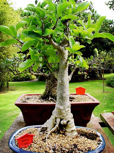 The Great Baobab