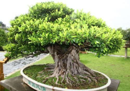 The Indian Banyan