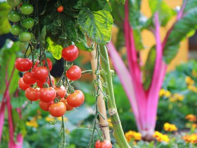 Tips on How You Can Grow Your Tomatoes