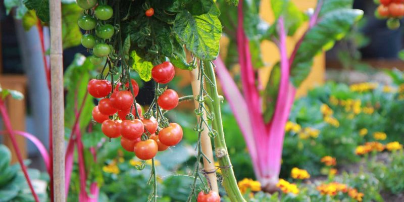 Tips on How You Can Grow Your Tomatoes