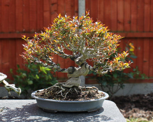 Twisted Pomegranate Bonsai