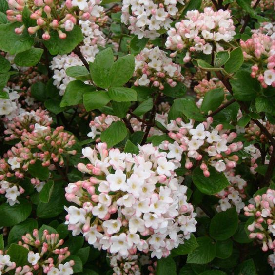 Viburnum