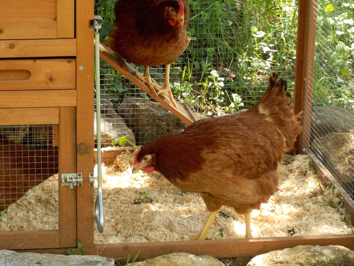 10 Things You Can Put on the Floor of a Chicken Coop - What To Put On The Floor Of A Chicken Coop