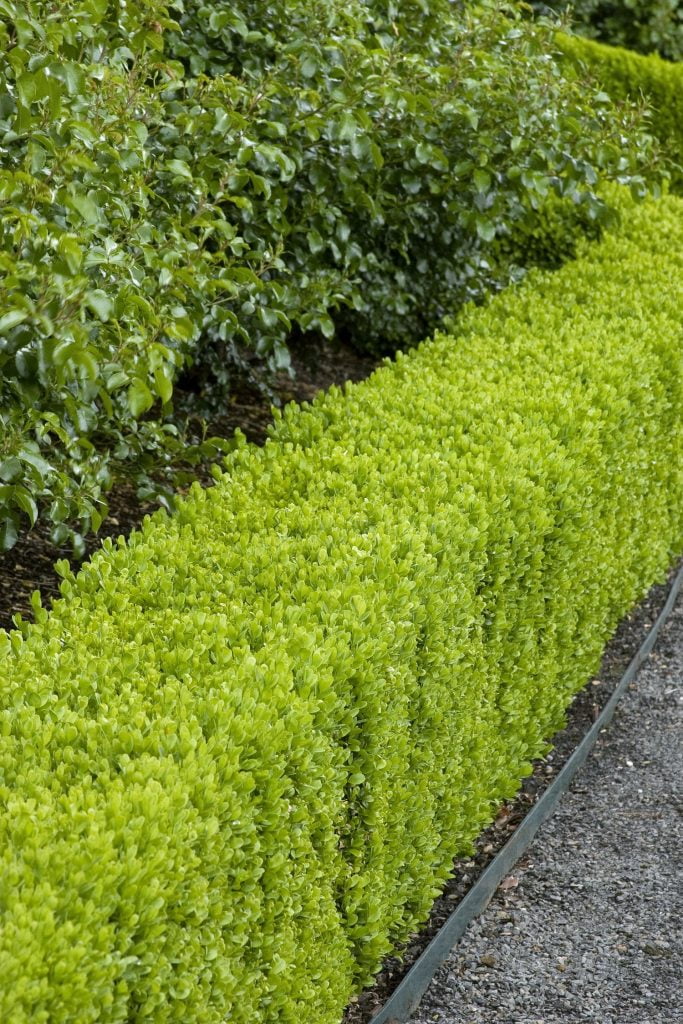 Wide Hedges 