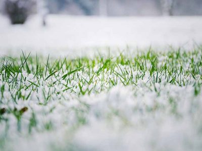 Winter Lawn Care Tips to Keep Your Lawn Healthy and Green! 