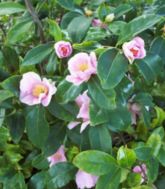 Winter's Star Camellia