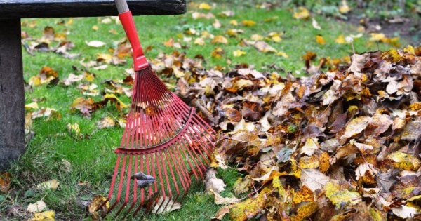 Wrong way to use leaf rake