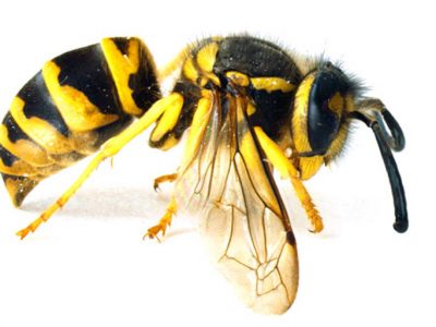 Yellow jacket