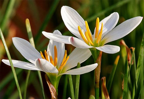 Zephyranthes