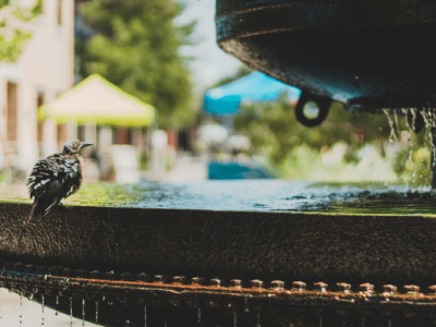 22 Of the Best Bird Bath Ideas for Any Yard