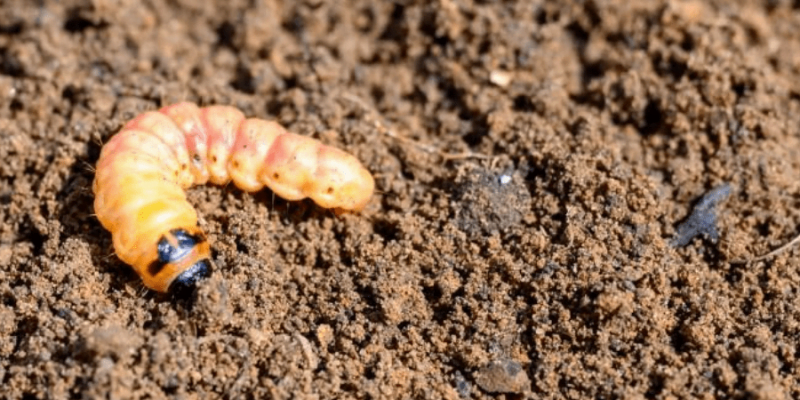 6 Worms That Live in Your Potted Plants: What Are Those?