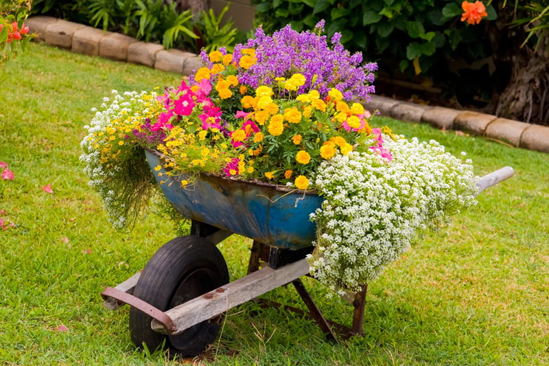 Overflowing Wheelbarrow for Long, Hanging Plants