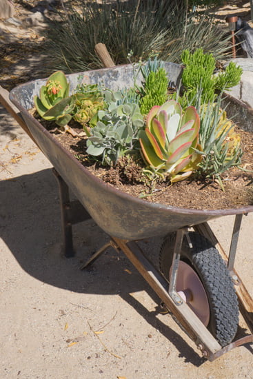 Rustic Wheelbarrow Planter for Succulents