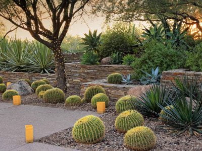 Desert landscaping - A switch from barren to thorny trees_Trees