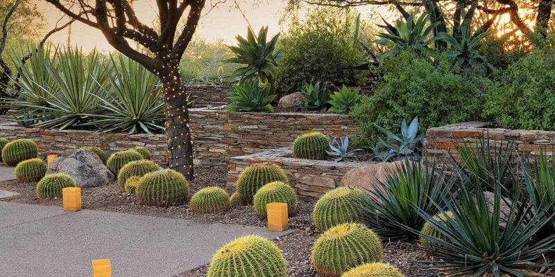 Desert landscaping - A switch from barren to thorny trees_Trees