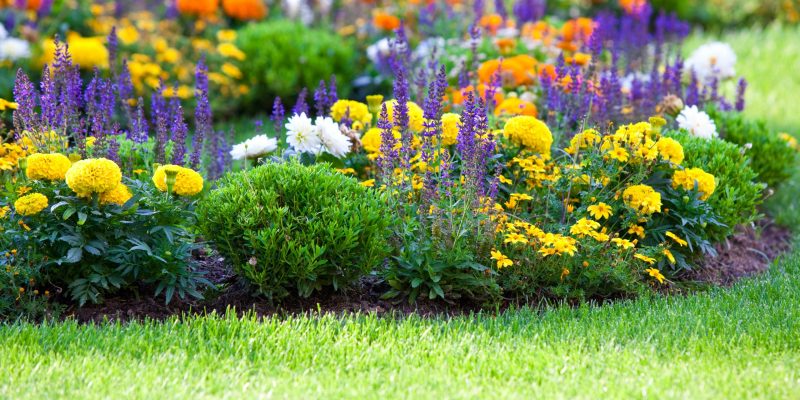 10 Easy to Grow Plants that Repel Fleas and Ticks