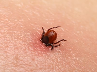 10 Ways to Keep the Pesky Ticks Out of Your Yard