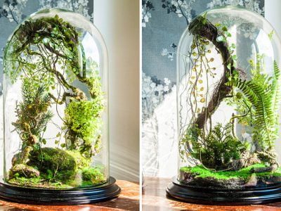 Tips and Tricks to Craft A Great Glass Jar Terrarium