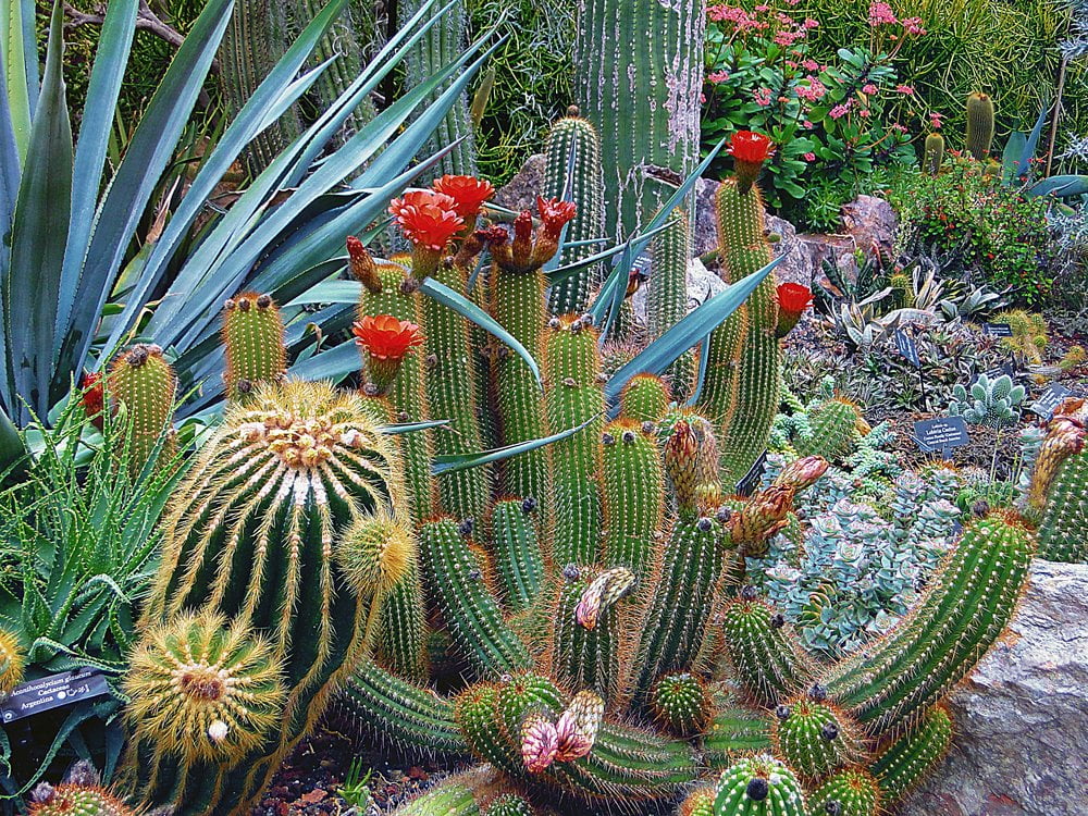 A combination of cacti and aloe for a desert landscape_LuxLivingAZ