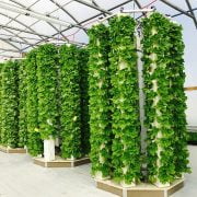 7 Reasons Why You Should Grow an Aeroponic Tower Garden