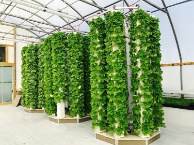 7 Reasons Why You Should Grow an Aeroponic Tower Garden