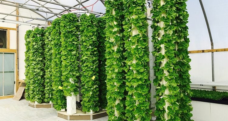 7 Reasons Why You Should Grow an Aeroponic Tower Garden