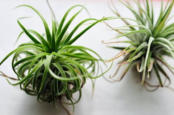 Airplants