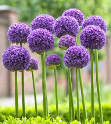 Alliums