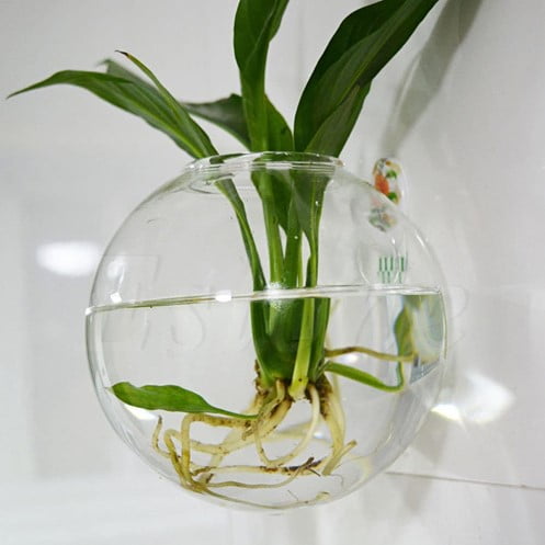 Aquarium Glass Terrarium