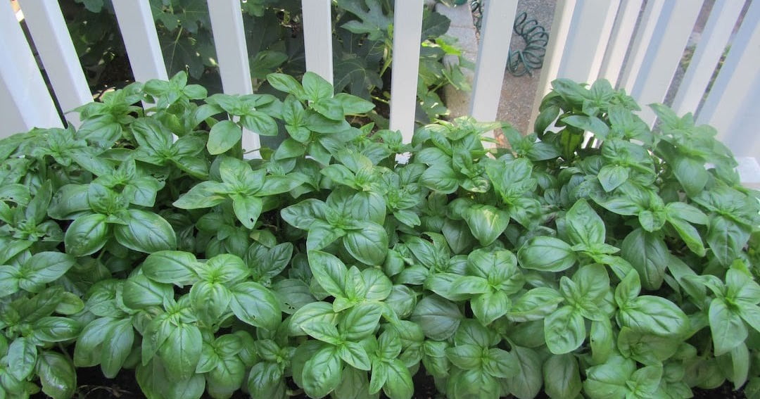 Basil (Ocimum Basilicum)