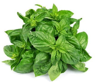 Basil