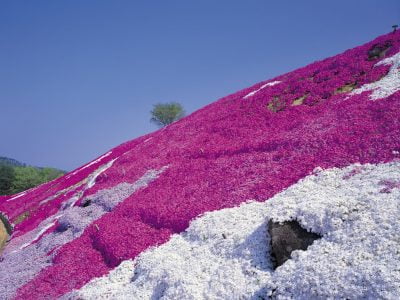 Best Plants for Steep Hillside