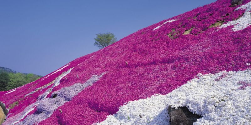 Best Plants for Steep Hillside