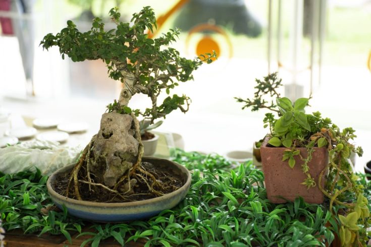 Bonsai Apple Tree