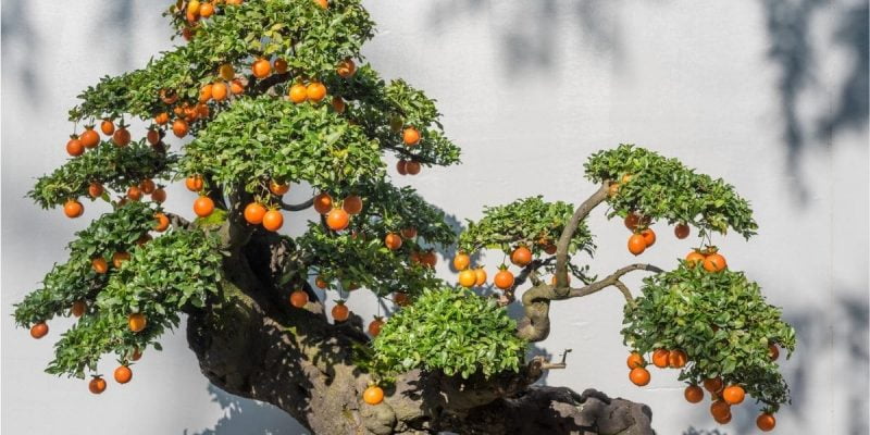 Bonsai Fruit Tree