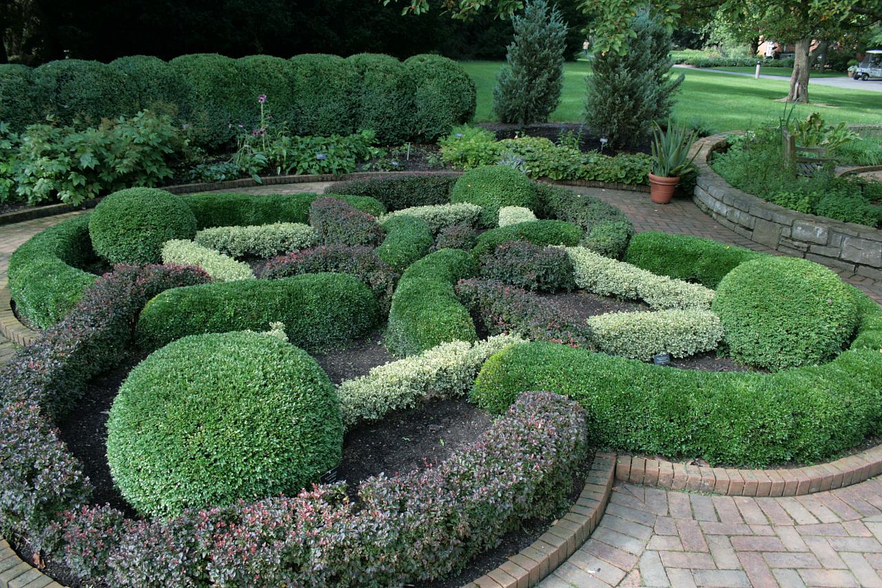 Boxwood