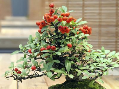 Can Bonsai Tree Produce Fruits