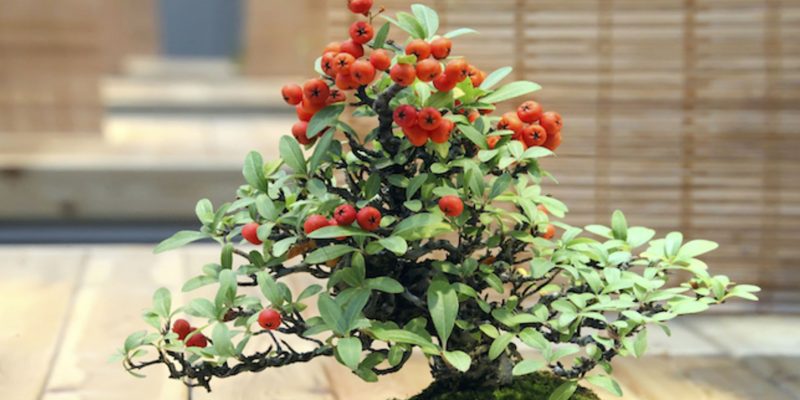 Can Bonsai Tree Produce Fruits