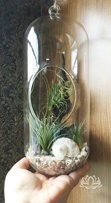 Capsule Glass Terrarium