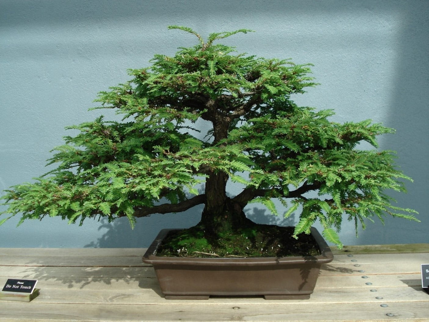 Caring Sequoia Bonsai