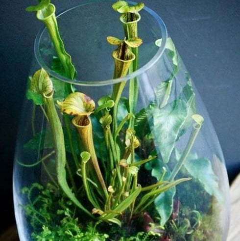 Carnivorous Plants