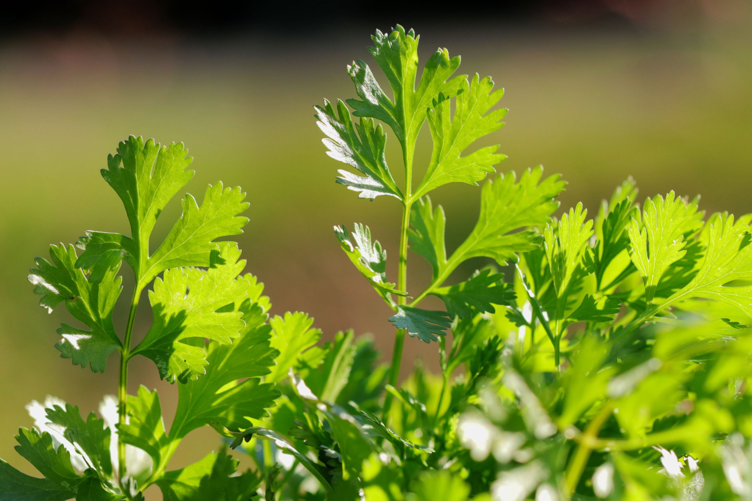 Cilantro