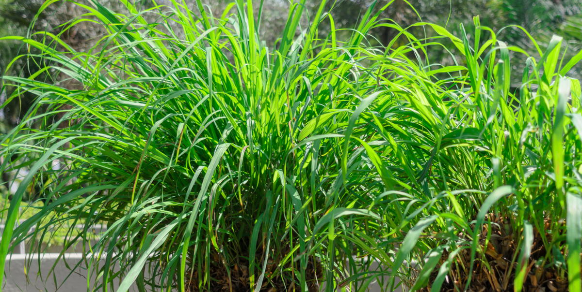 Citronella grass (Cymbopogon winterianus)